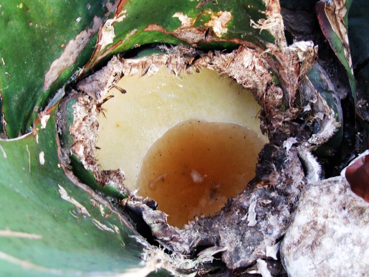pulque