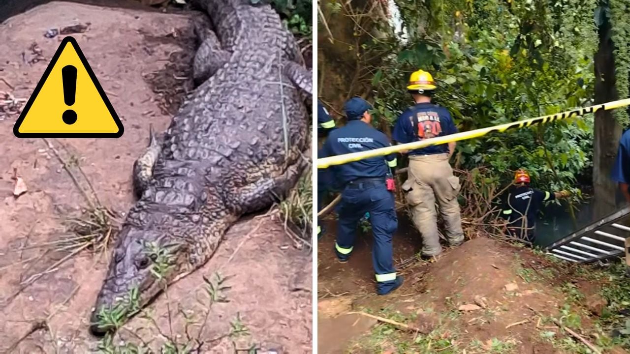 Un cocodrilo de más de dos metros fue localizado en un cuerpo de agua de Santa Inés, en Fortín.