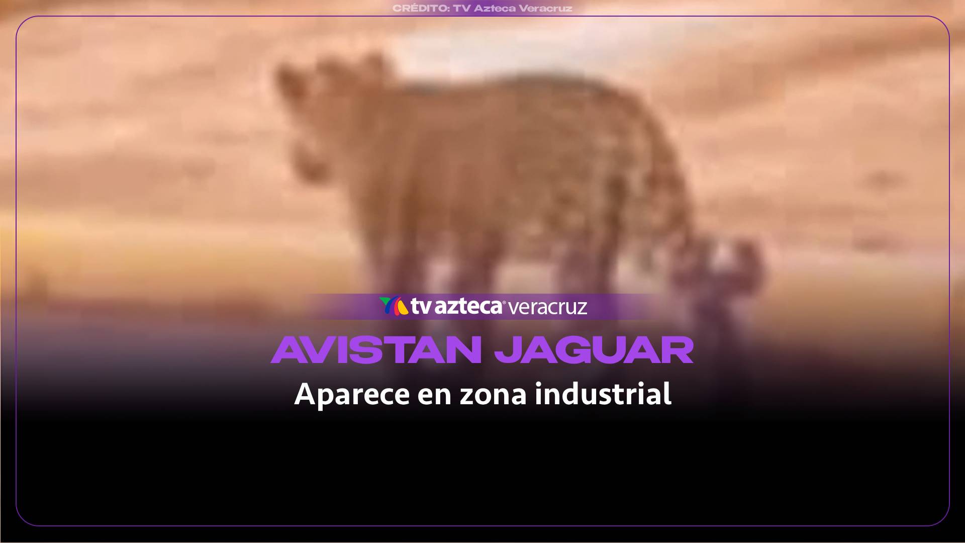 ¡CUIDADO! Esto se sabe del jaguar presuntamente visto en zona industrial de Veracruz