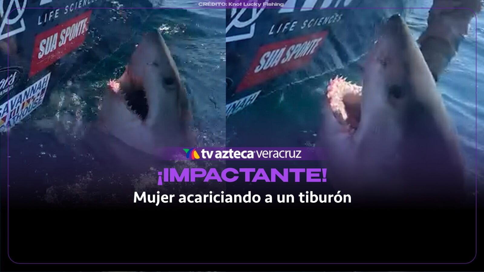 ¡CASI LE ARRANCA LA MANO! Captan a mujer acariciando a un enorme tiburón blanco