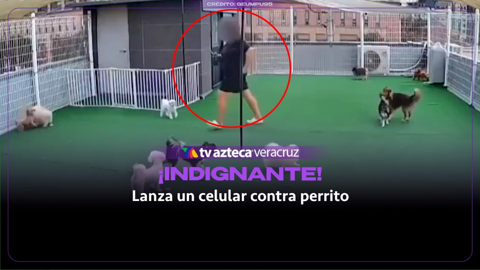 Lanza un celular contra un cachorro y lo matan de un golpe