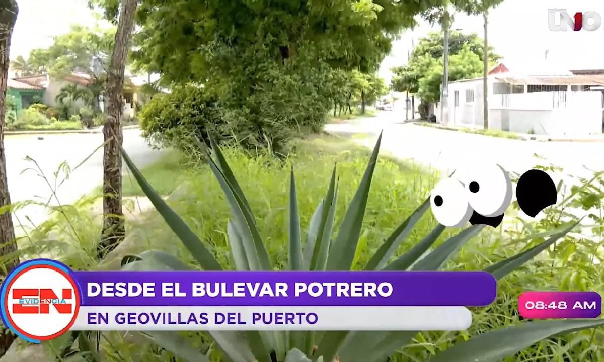 Maleza crecida en Geovillas del Puerto en Veracruz.jpg