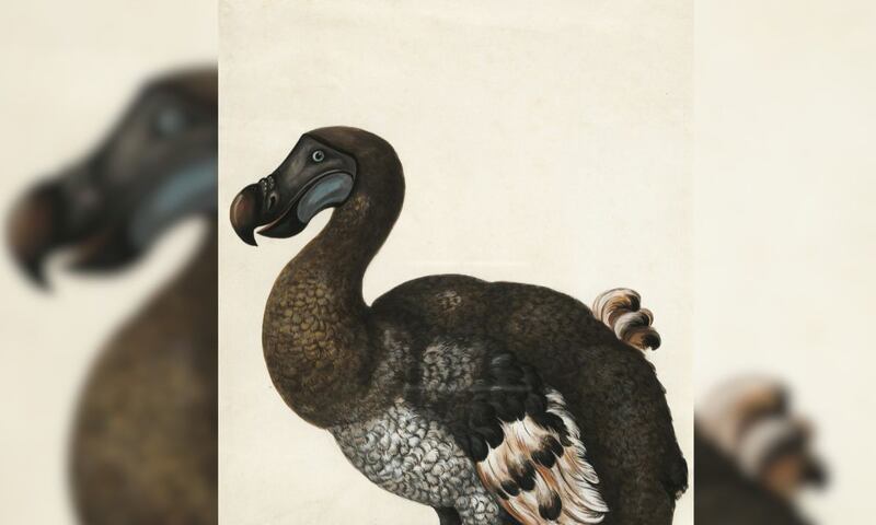 Dodo