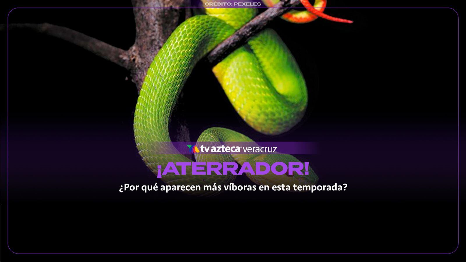 ¿Por qué aparecen más víboras y animales silvestres en casas de Veracruz durante esta temporada?