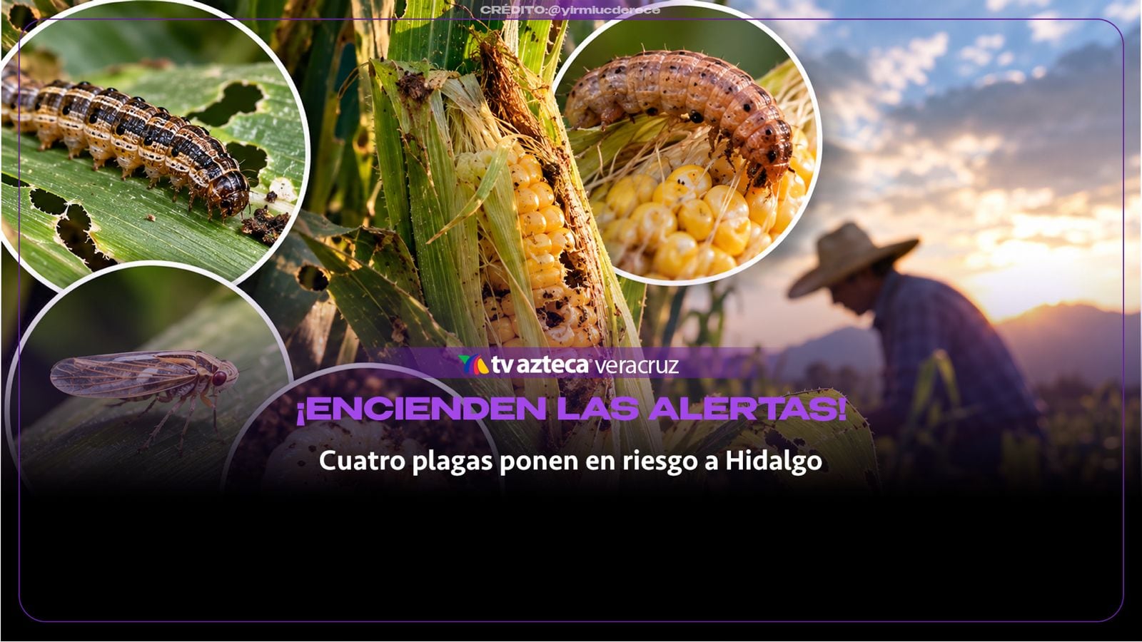 ¡SE ENCIENDEN LAS ALERTAS! Cuatro peligrosas PLAGAS ponen en riesgo a Hidalgo; esto se sabe