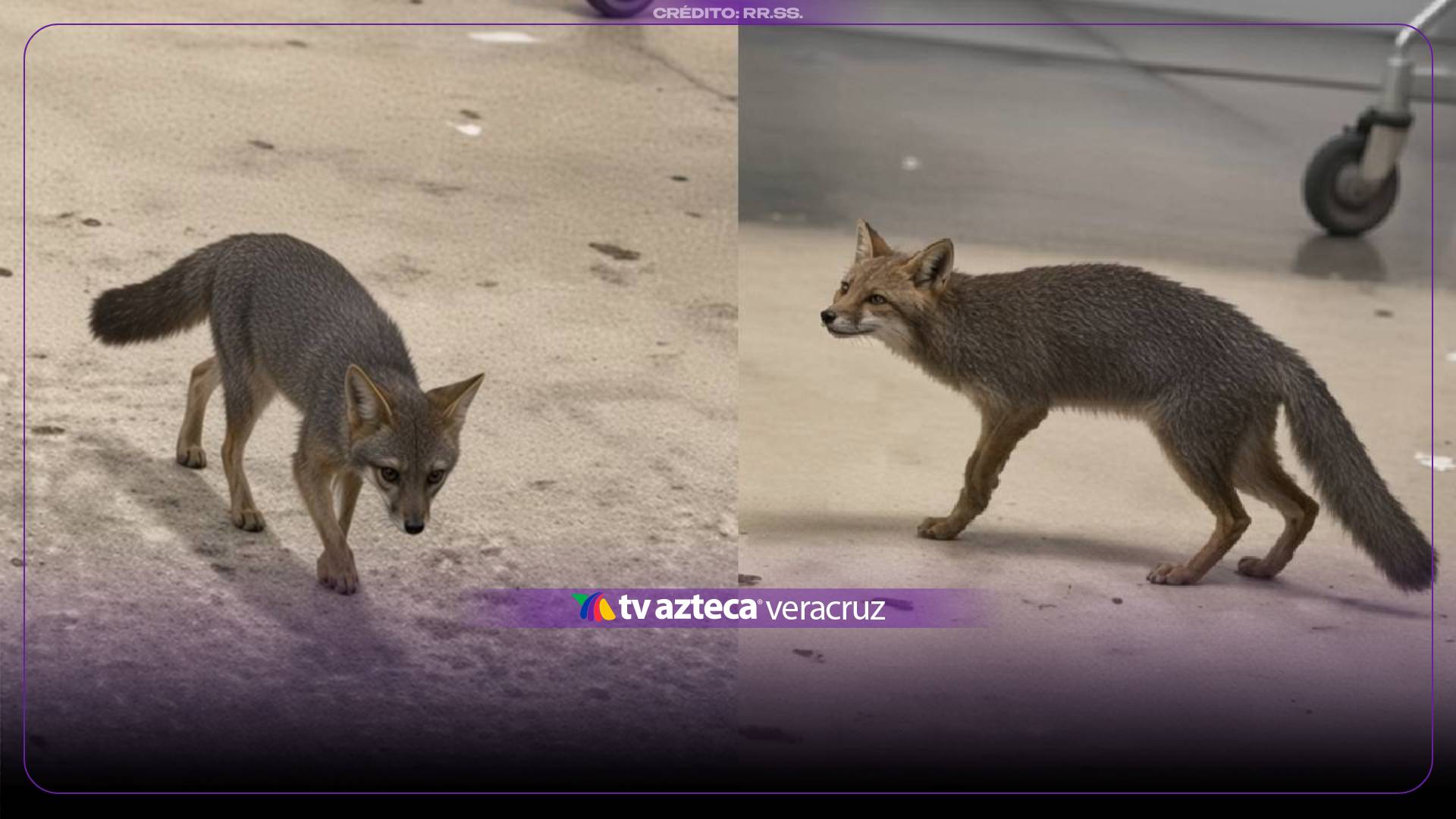 ¡RIESGO CONFIRMADO! Esto encontraron en la ZORRA que ATACÓ a una NIÑA; sacrificaron al animal