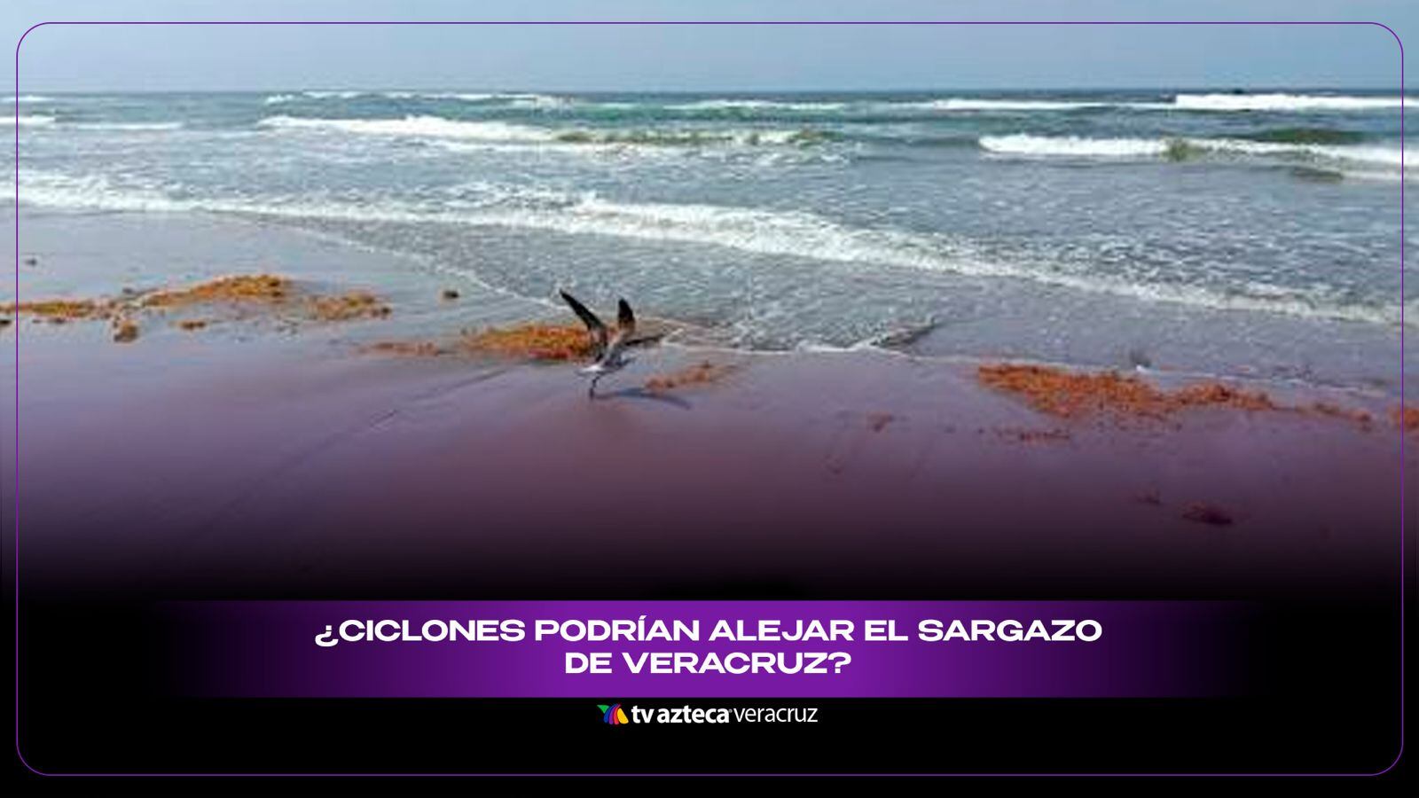 ¿Ciclones podrían alejar el sargazo de Veracruz? Esto se sabe