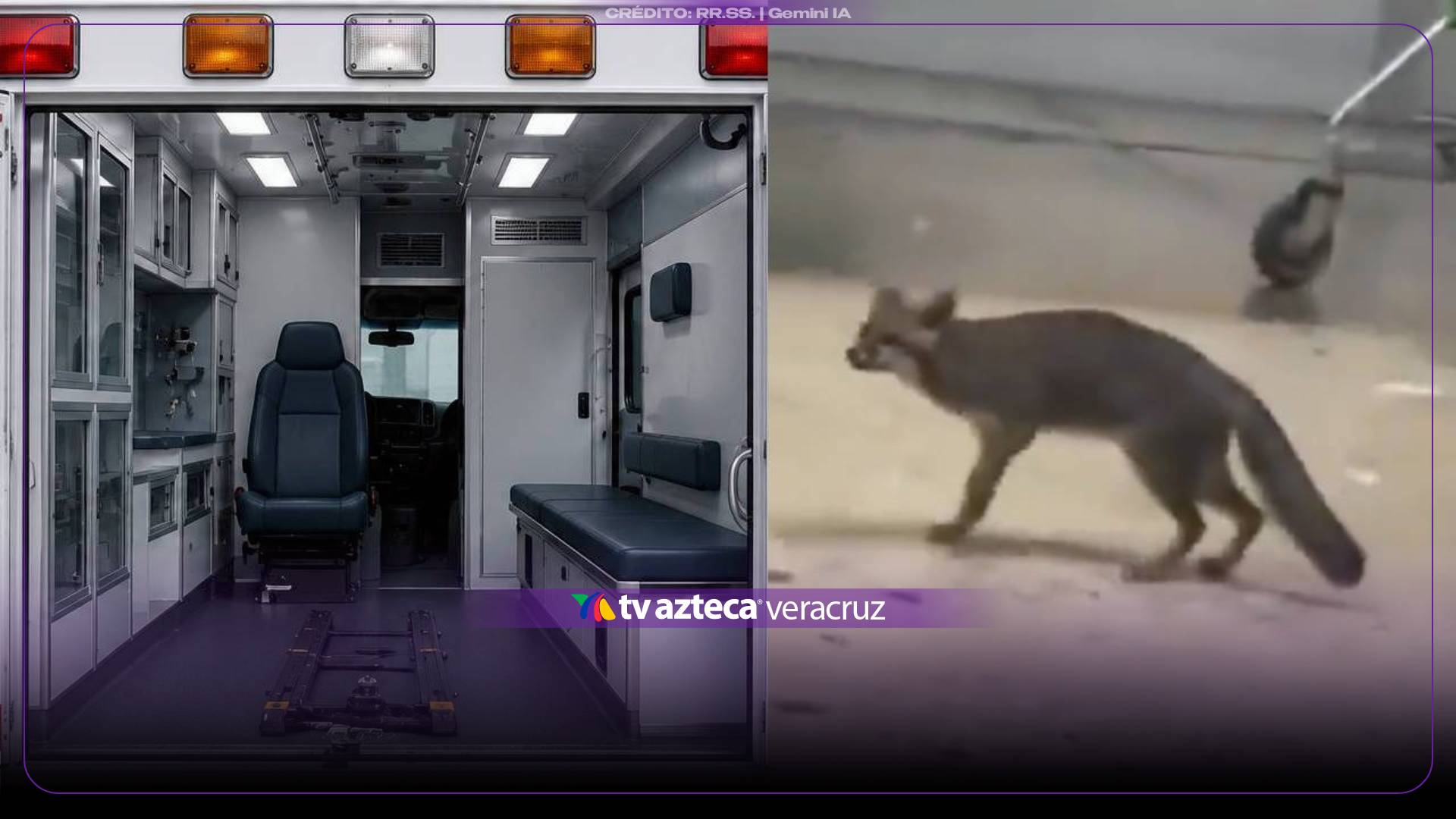 ¿Qué PASÓ con la ZORRA? Ya atraparon al animal que ATACÓ a NIÑA