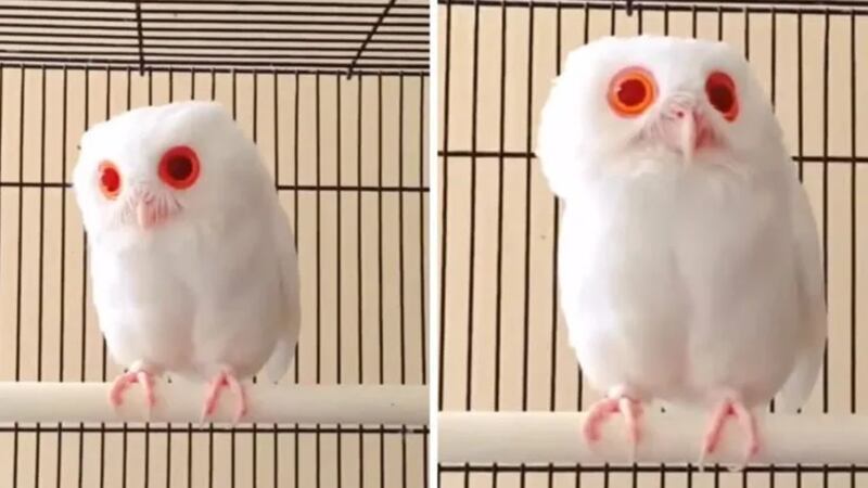 Buho albino de ojos rojos