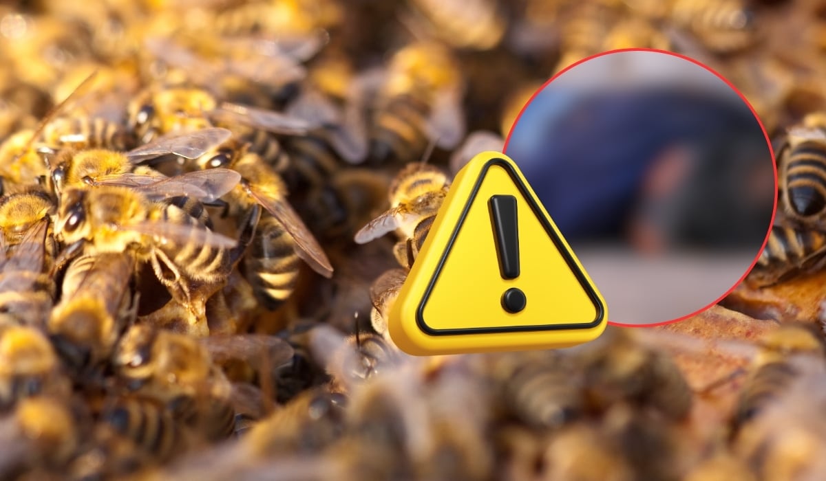 Hombre muere tras BRUTAL ataque de abejas en Hidalgo; filtran supuesta FOTO del CUERPO
