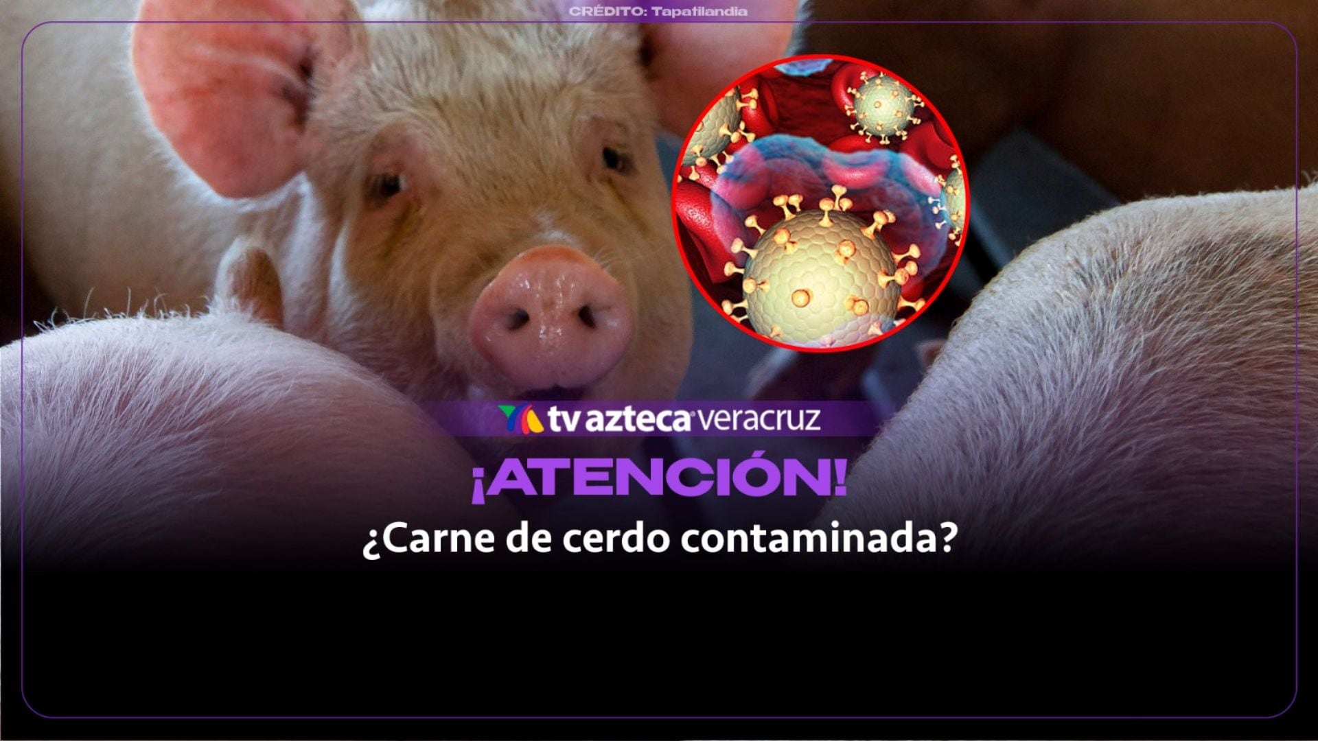 carne de cerdo