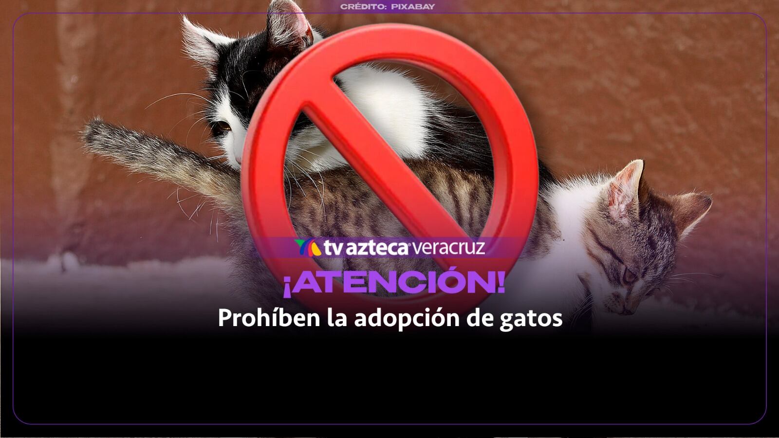 ¡ATENCIÓN! Prohíben la adopción de gatos por riesgo de sacrificios y rituales de brujería; esto se sabe