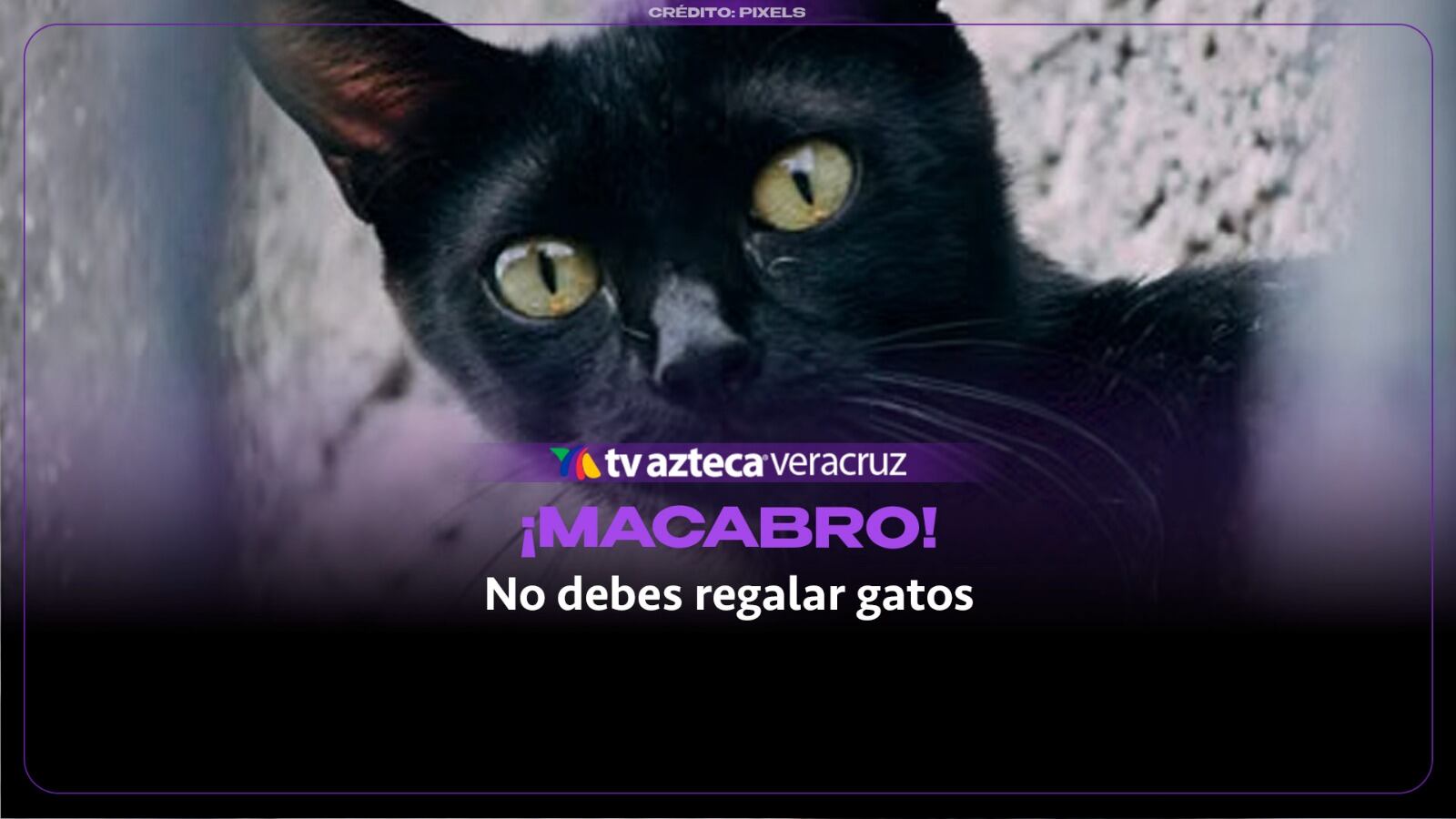 ¡MACABRO! Por esta razón NO DEBES REGALAR gatos en octubre (+VIDEO)