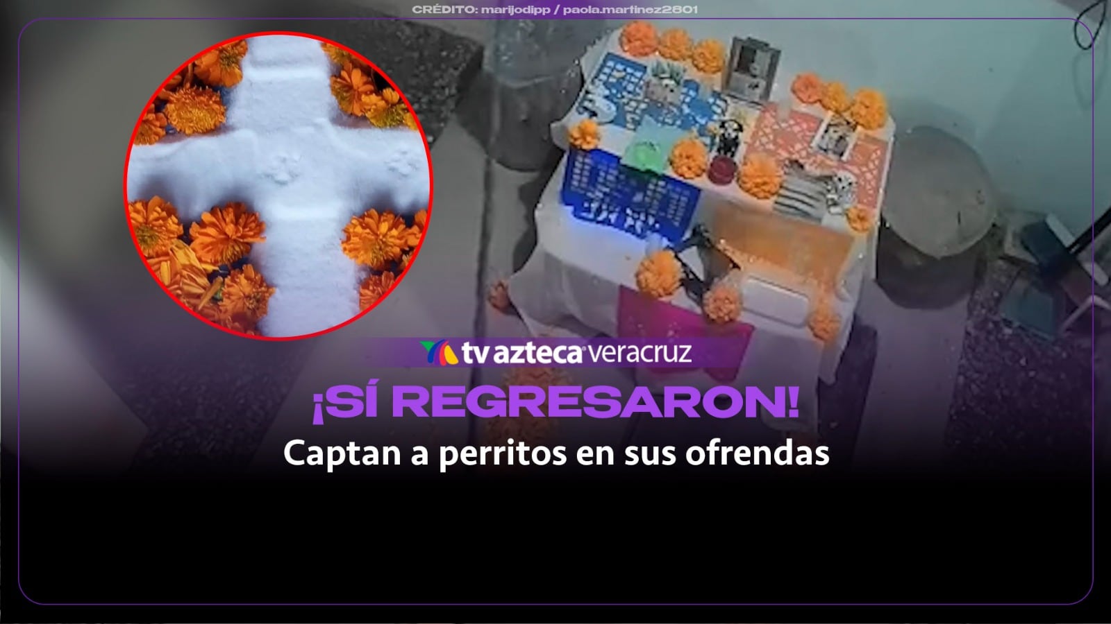 ¡SÍ REGRESARON! Captan a perritos fallecidos como “fantasmas” en sus ofrendas de Día de Muertos