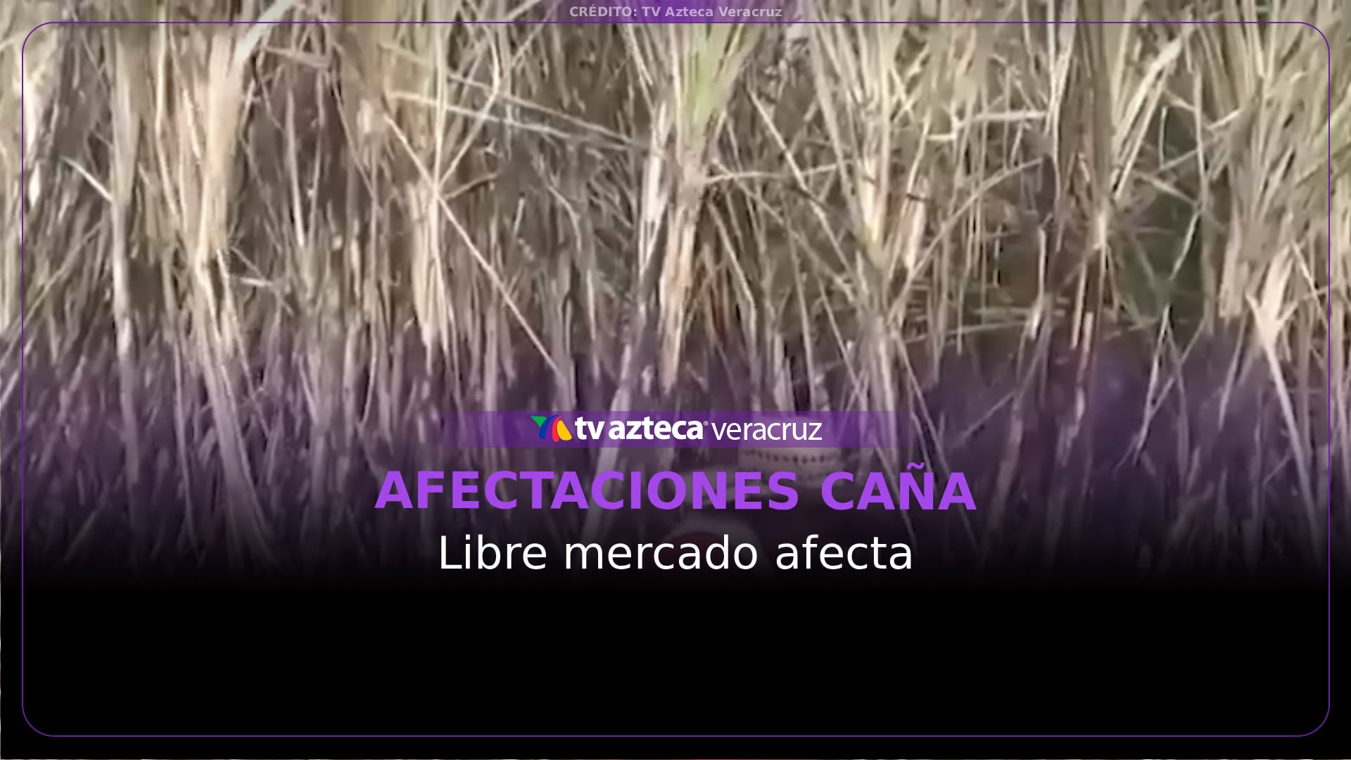 Importación de endulzantes y libre mercado golpean a los ingenios azucareros de Veracruz (+VIDEO)