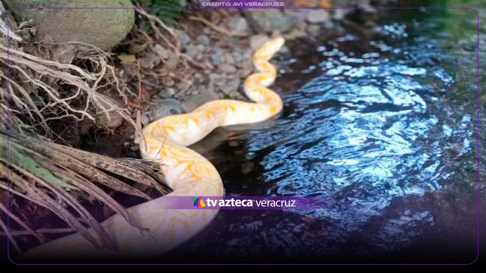 ¡Es la boa! ENORME serpiente se escapa de circo en Veracruz y desata PÁNICO entre vecinos
