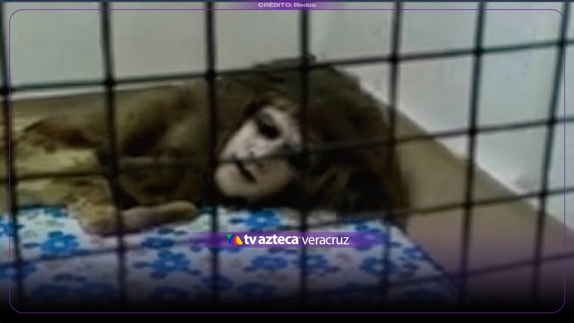 Usuarios interpretaron la imagen como un supuesto perro con rostro humano.