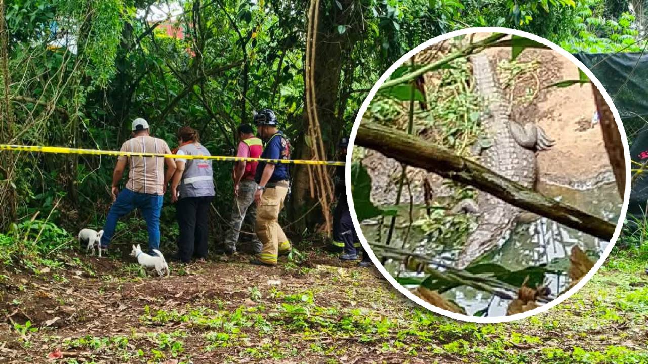 ¡EVITa la ZONA! Alertan por AVISTAMIENTO de dos COCODRILOS en Veracruz