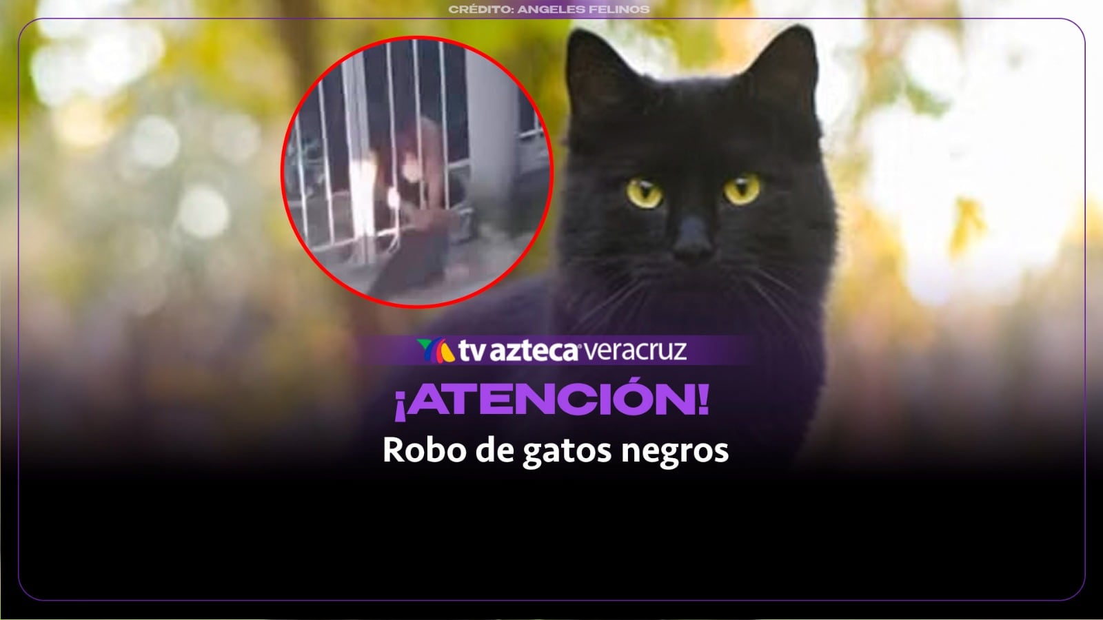 ¡ATENCIÓN! Alertan por robo de gatos negros para rituales de brujería en Veracruz; esto se sabe