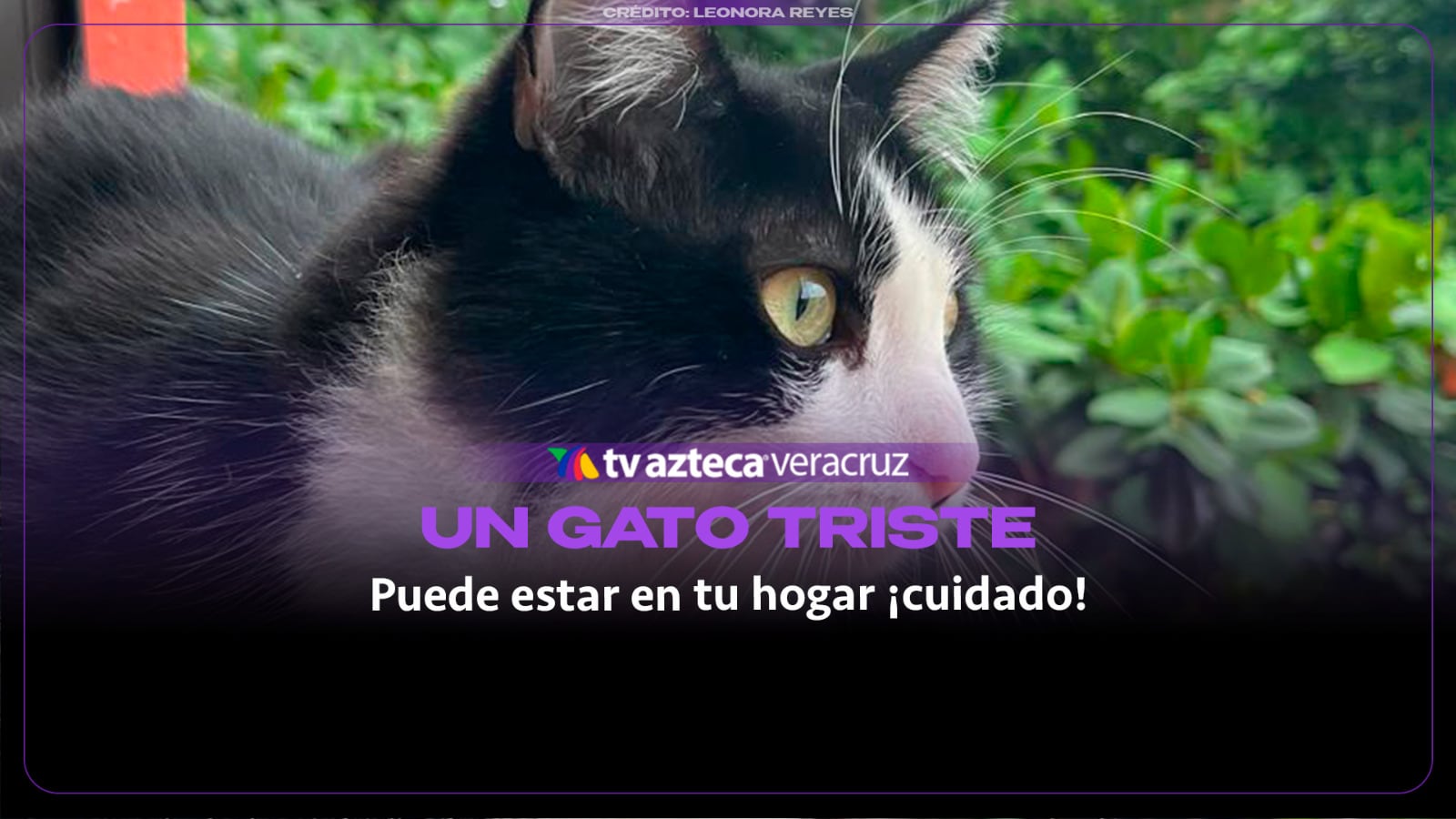 ¡CUIDA a TU GATO! Estas cosas lo hacen infeliz en tu hogar; evita esto