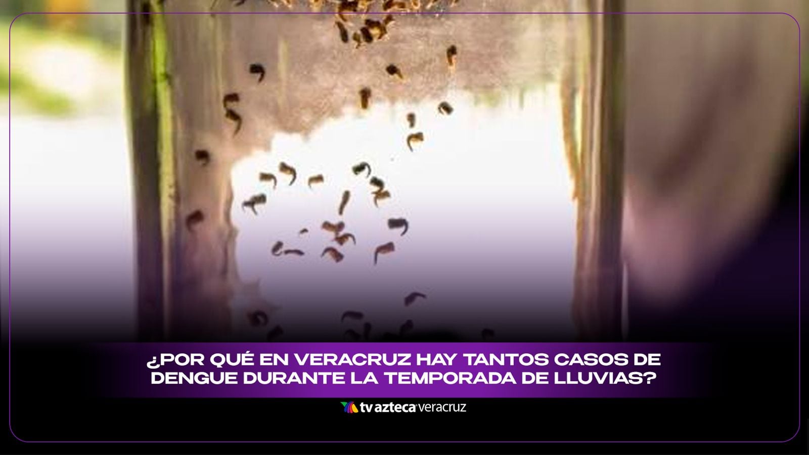 ¿Por qué en Veracruz hay tantos casos de dengue durante la temporada de lluvias?