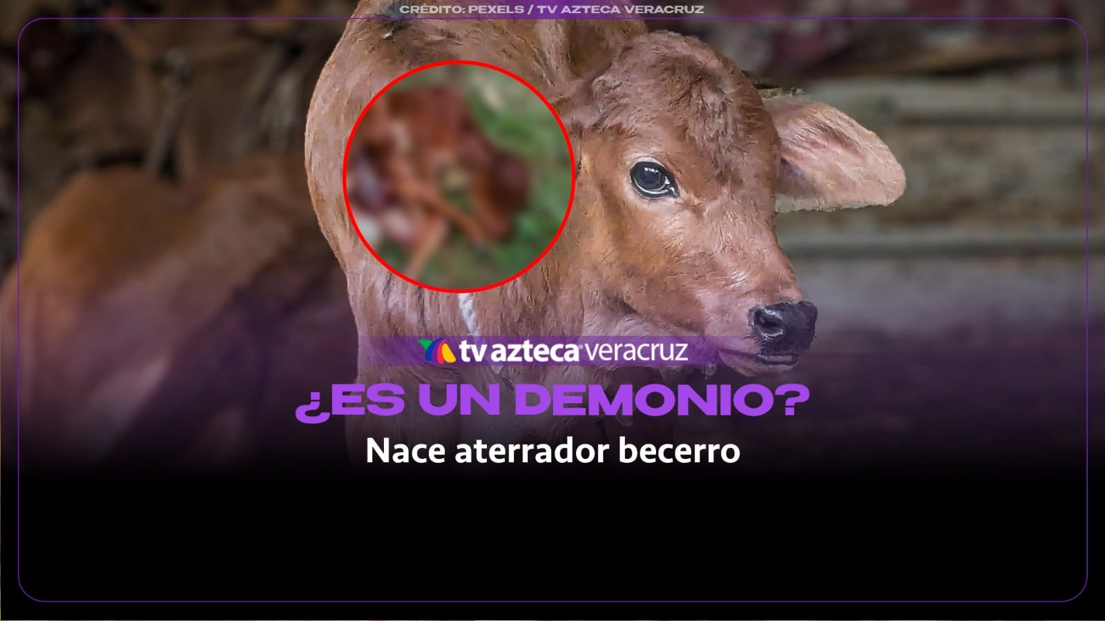 ¿ES UN DEMONIO? Nace aterrador becerro con varias patas en un racho de Veracruz